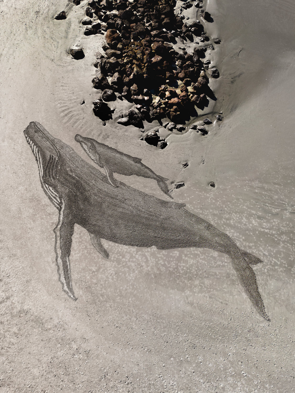 Impermanence - Humpback Whales