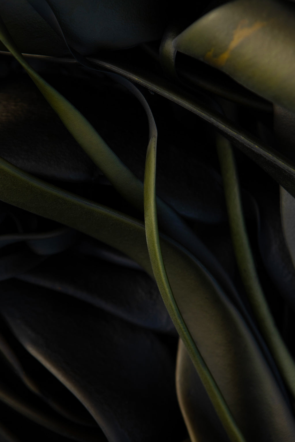 Green Kelp Kaikōura / Pōneke - 2024