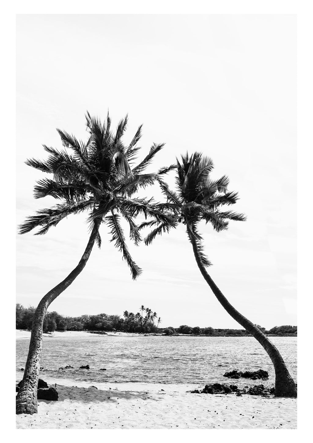 Palm IV