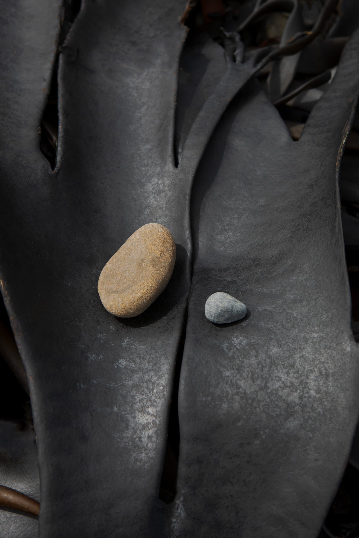 Black Kelp Kaikōura / Pōneke - 2024