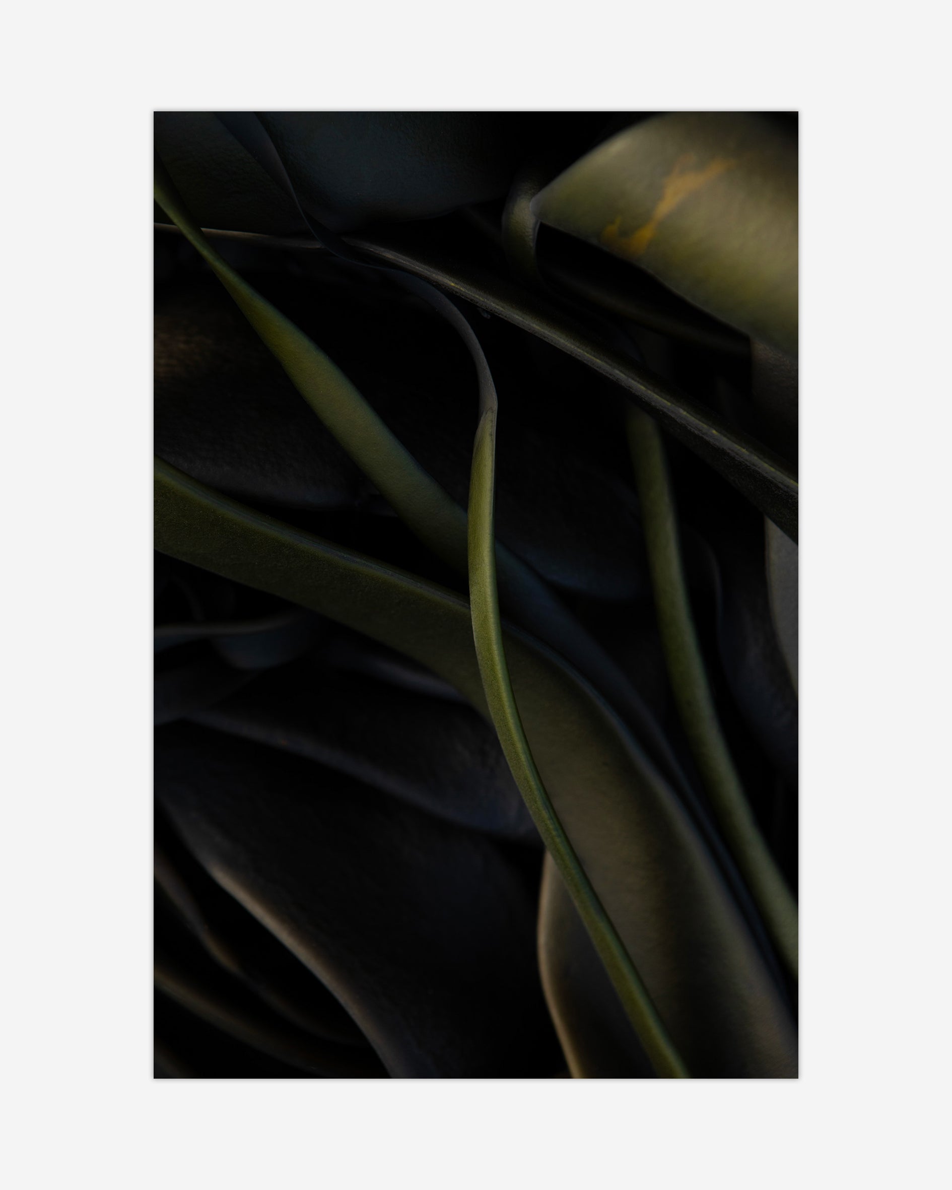 Green Kelp Kaikōura / Pōneke - 2024