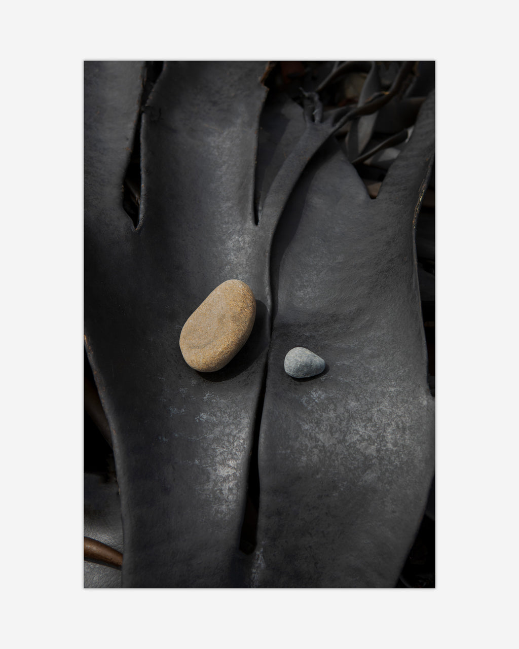 Black Kelp Kaikōura / Pōneke - 2024