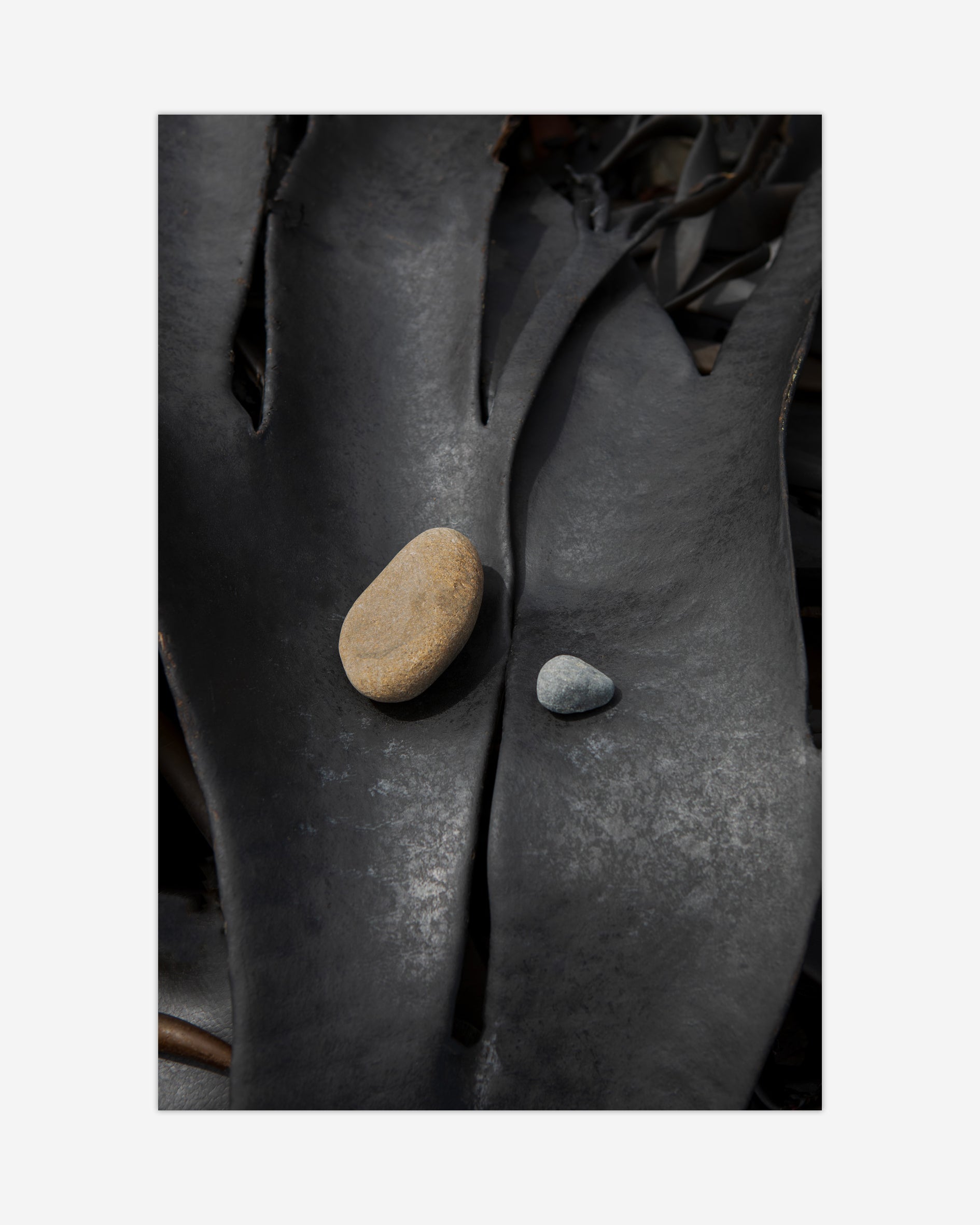 Black Kelp Kaikōura / Pōneke - 2024
