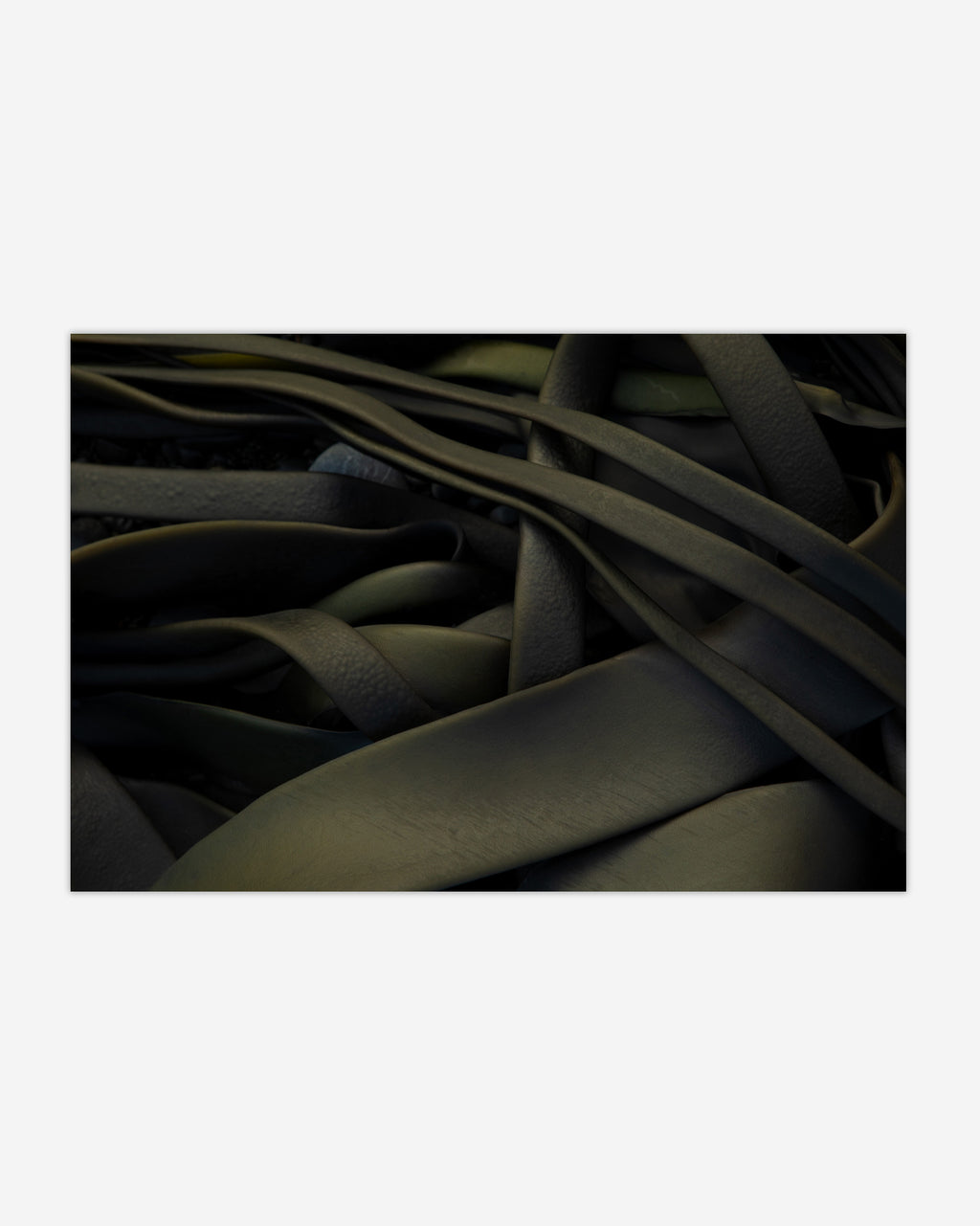 Green Kelp Kaikōura / Pōneke - 2024