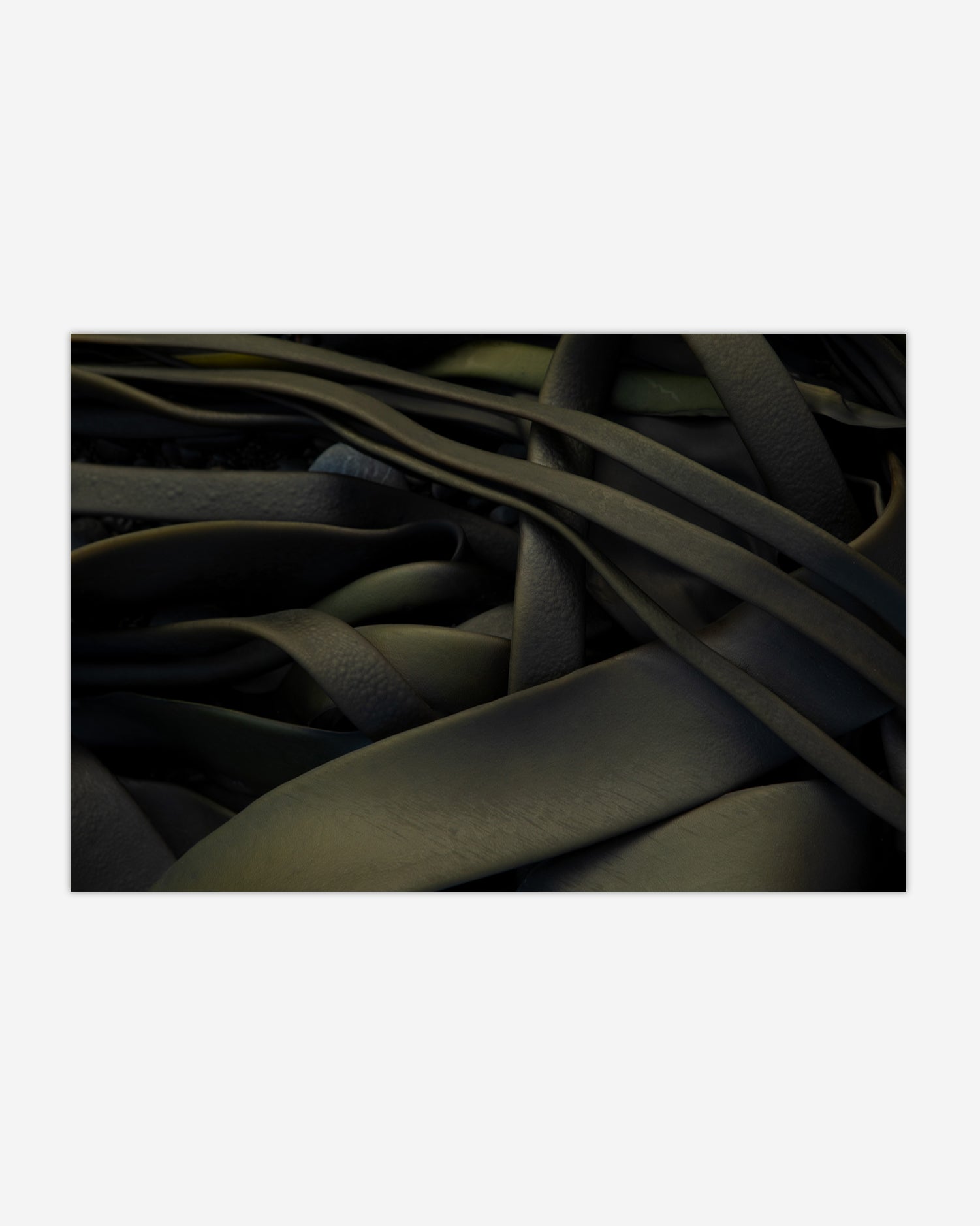 Green Kelp Kaikōura / Pōneke - 2024