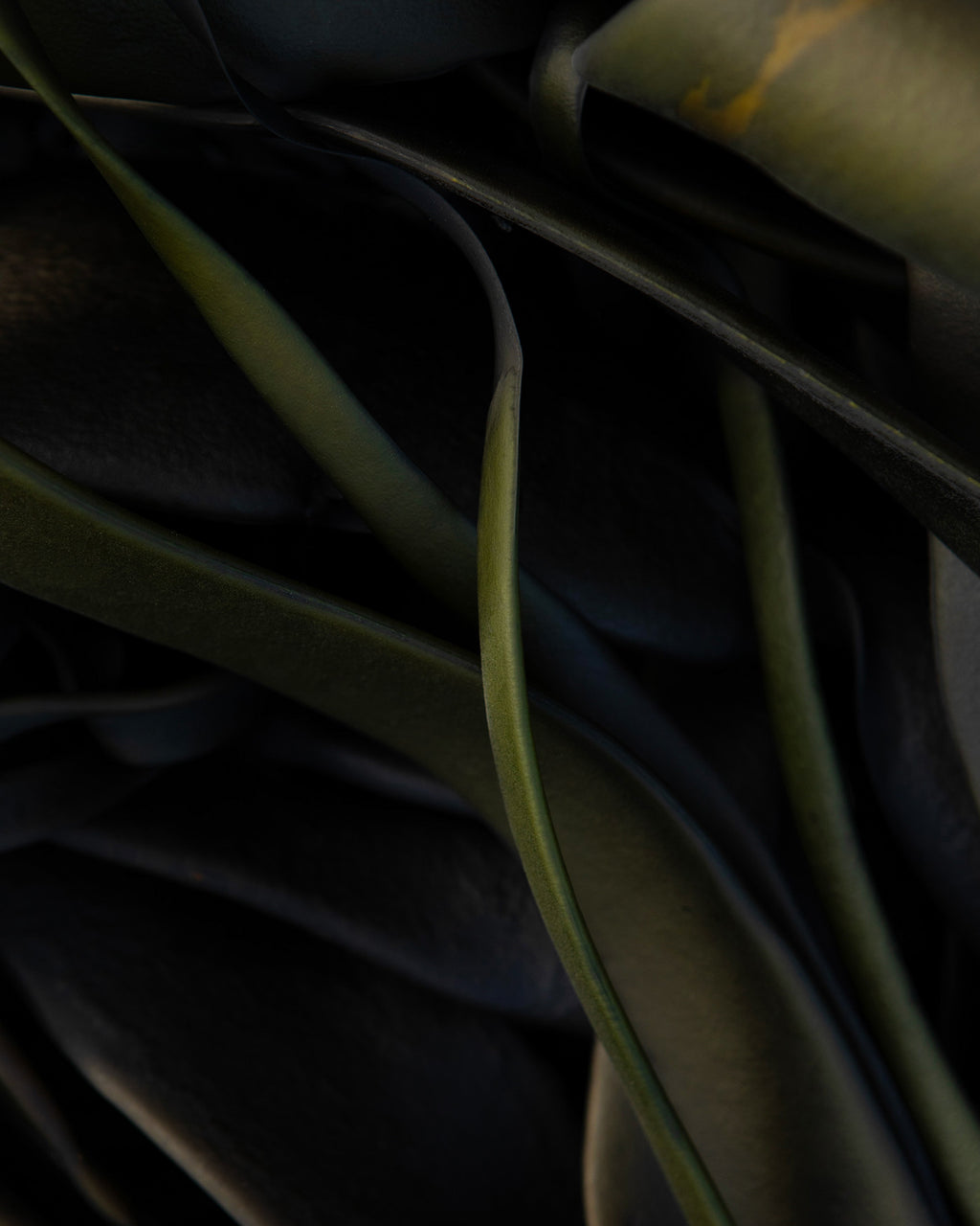 Green Kelp Kaikōura / Pōneke - 2024
