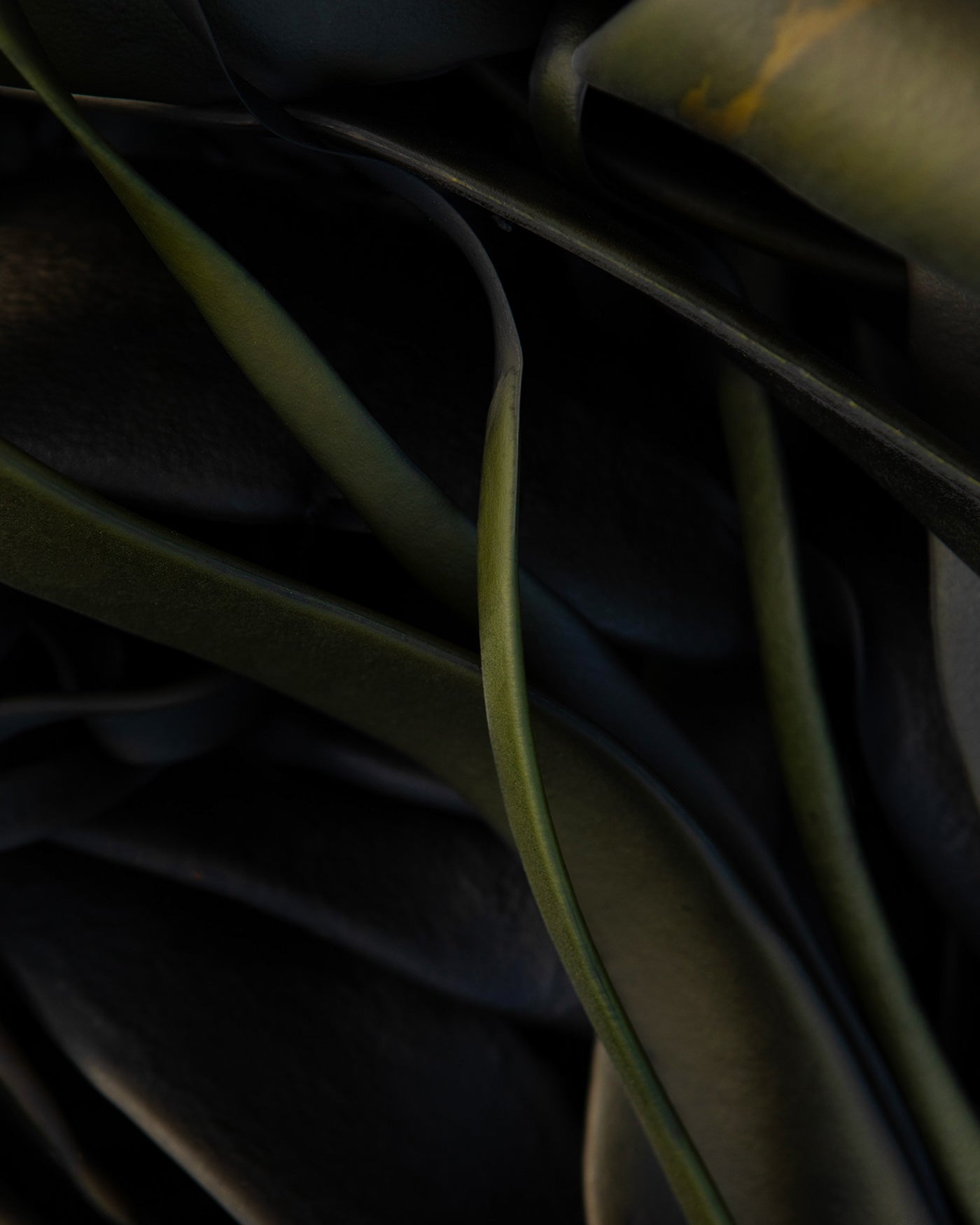 Green Kelp Kaikōura / Pōneke - 2024
