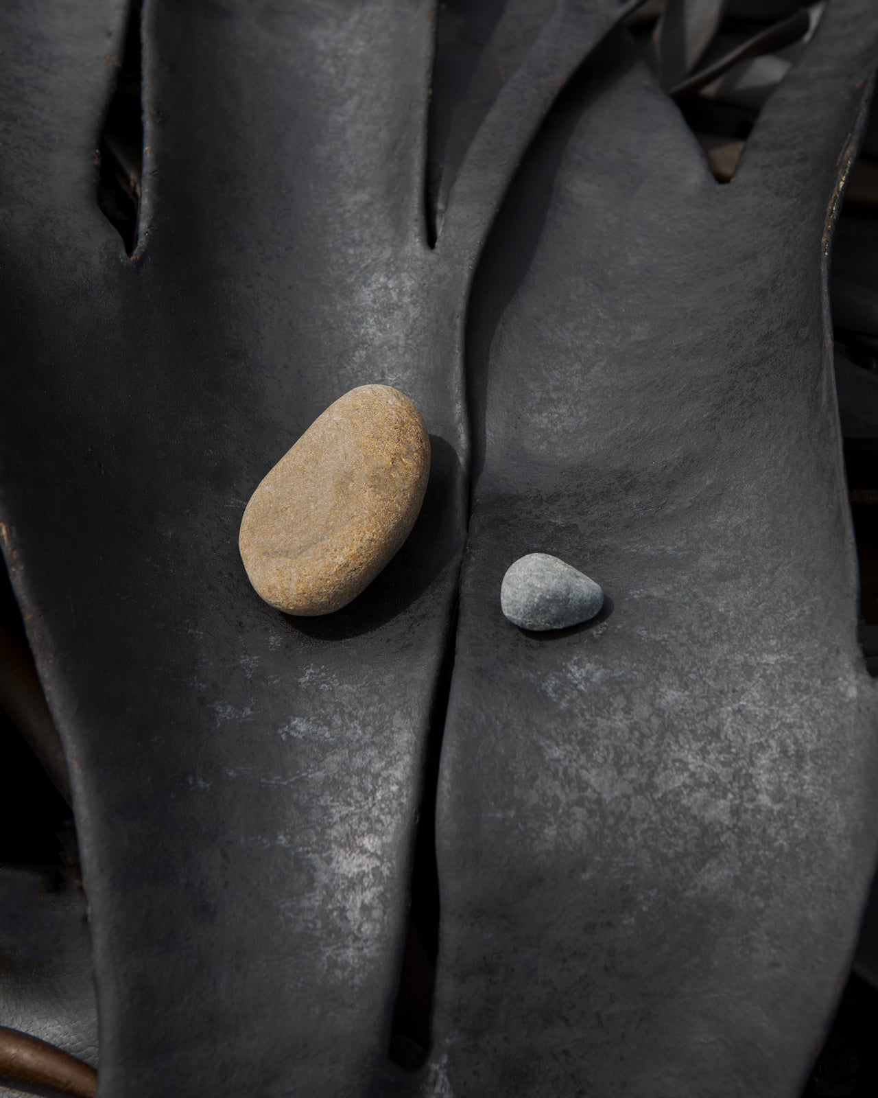 Black Kelp Kaikōura / Pōneke - 2024
