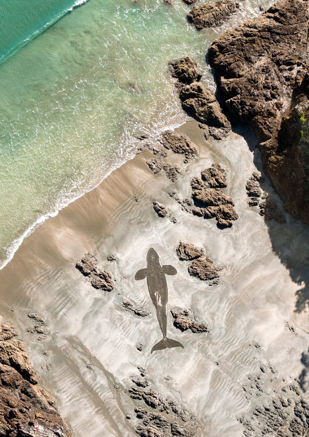 Impermanence - Visiting Orca